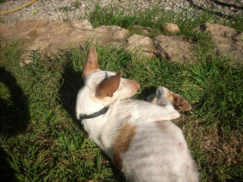 Isabella im Gras II.jpg