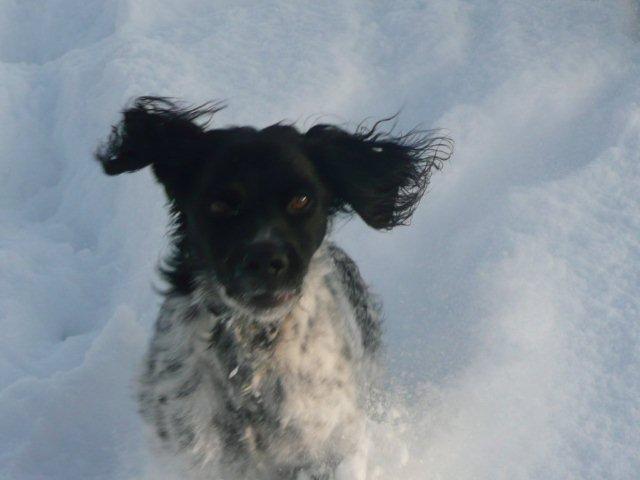 11. toben im Schnee.jpg