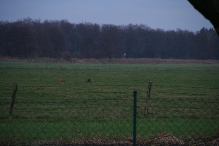 rehe.jpg