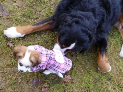 Motte und Marlon 26.01.11-k.jpg