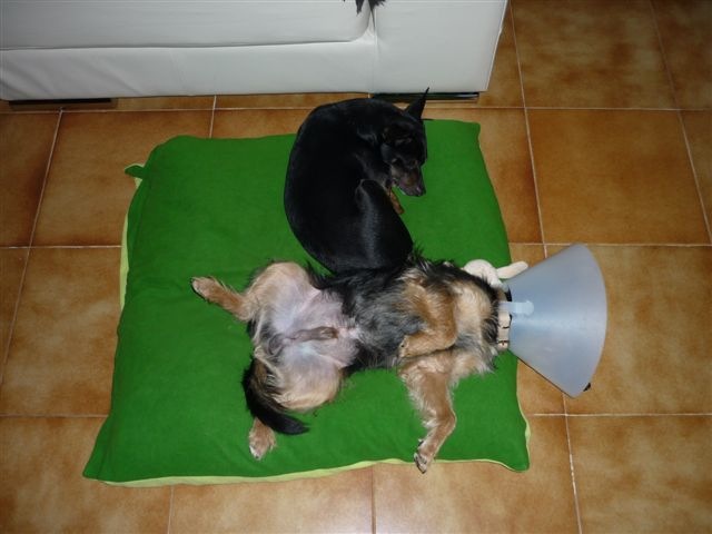 fritzi kastr. 024.jpg