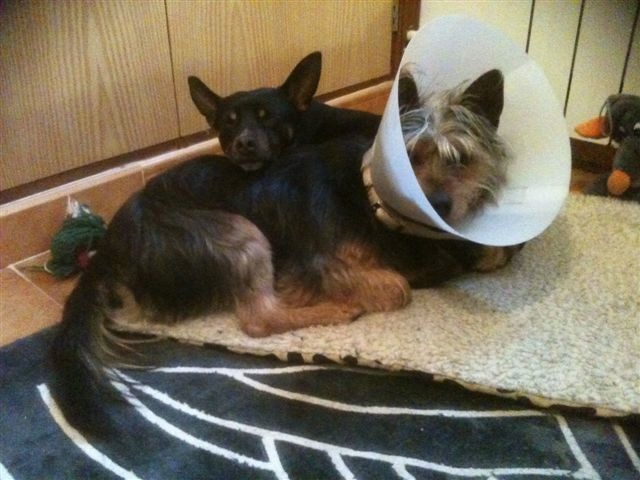 fritzi und rickie im büro.jpg