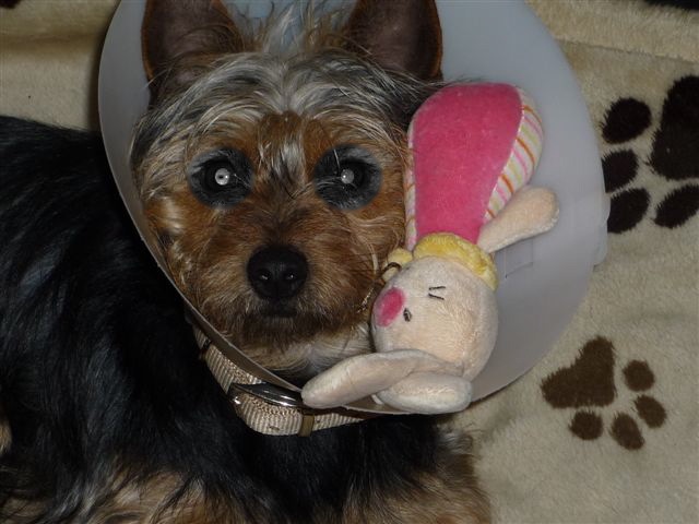 fritzi kastr. 027.jpg
