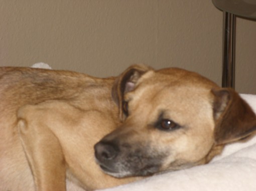 Pepito 015.JPG