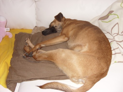 Pepito 018.JPG