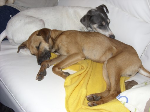 Pepito 021.JPG