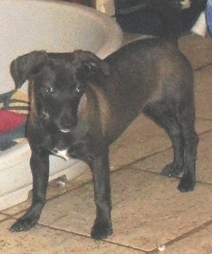 Toffee-Guapa.jpg
