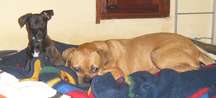 Toffee & Greta.JPG