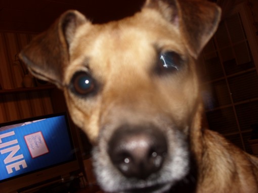 Pito1 003.JPG