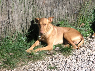 Jimmy´s( Pollux) Sonnenbad.jpg