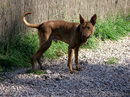 Jimmy(Pollux) wartet.jpg