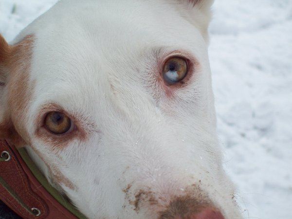 Schlittenfahren_in_Rattenweiler_26.12_019_600x450.JPG