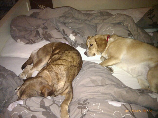 Jilli und Lotta im Bettchen.jpg