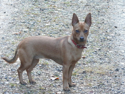 rüdi im Wald.jpg