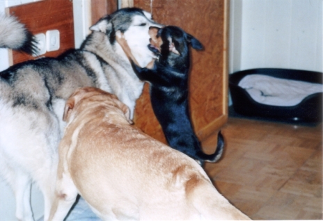 Chico_Amigo_sm.jpg