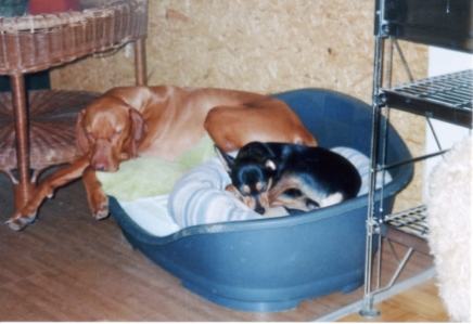 Kumpelschlafen_sm.jpg