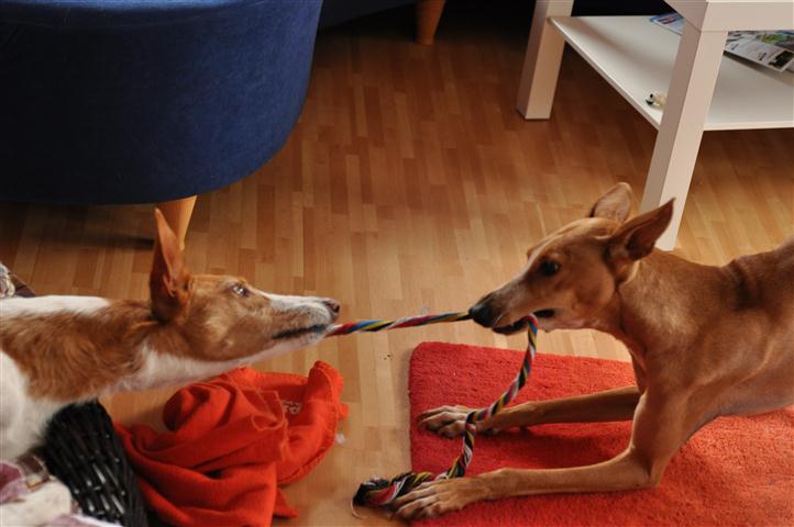 Gitana_19022011_016 (Klein).JPG