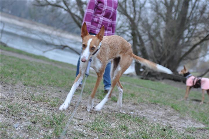 Gitana_19022011_026 (Klein).JPG