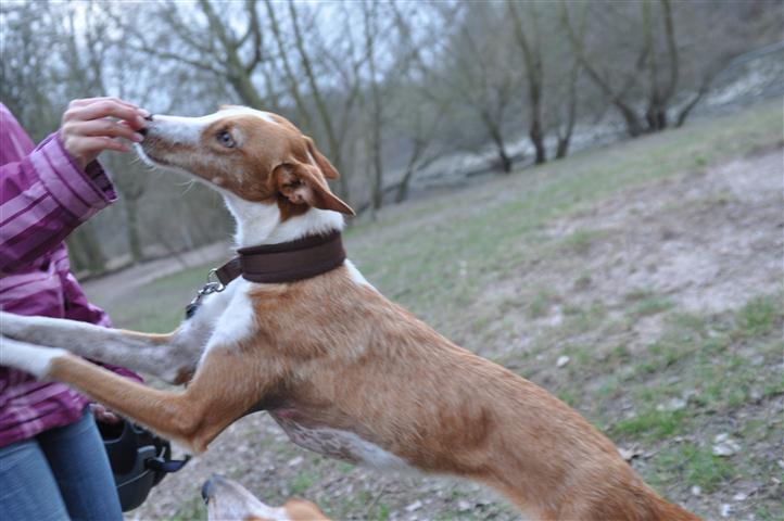 Gitana_19022011_039 (Klein).JPG