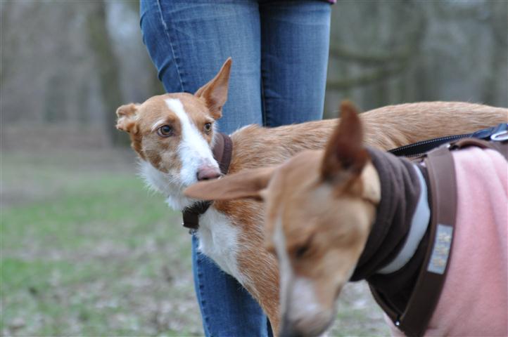 Gitana_19022011_044 (Klein).JPG