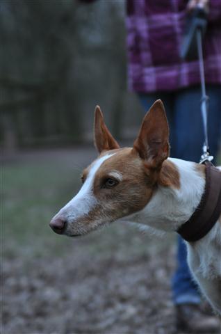 Gitana_19022011_056 (Klein).JPG