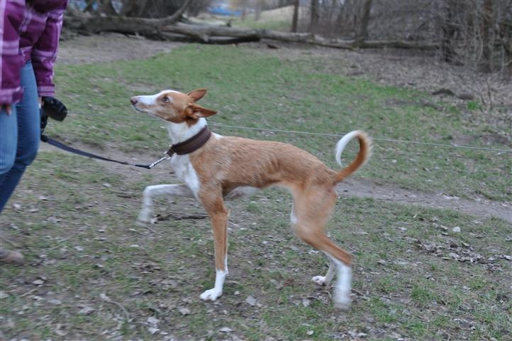 Gitana_19022011_035 (Klein).JPG