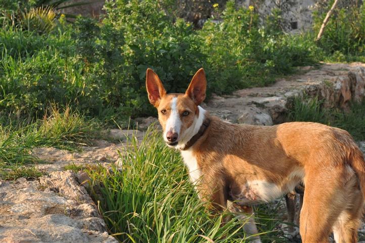 HaM-Pflgst_Nicole_18022011_24 (Klein).JPG