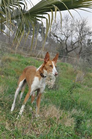 HaM-Pflgst_Nicole_18022011_46 (Klein).JPG