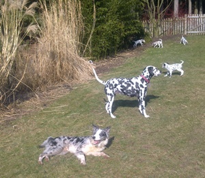 Bild1173 geändert 300.jpg