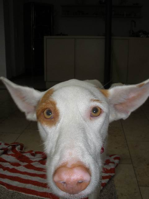 Soennchen _004.jpg