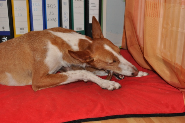 Gitana_24022011_006.jpg