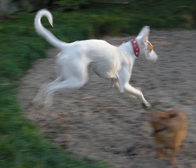 Im Sprung2.jpg