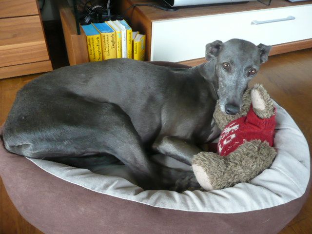 XENA, GRISA – 03.jpg