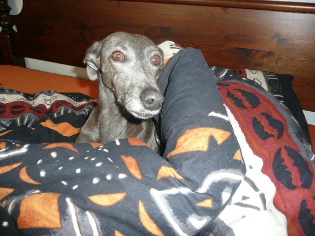 XENA, GRISA – 02.jpg