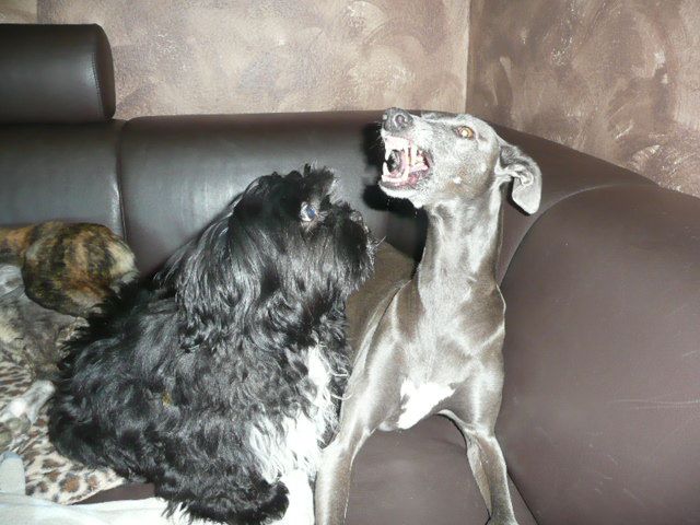 XENA, GRISA – 04.jpg