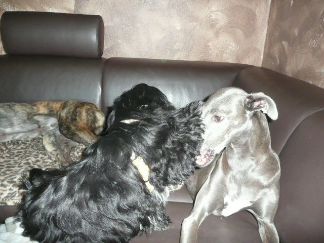 XENA, GRISA – 05.jpg