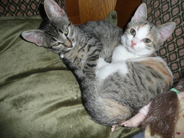 XENA, GRISA – 06.jpg