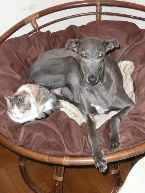 XENA, GRISA – 07.jpg