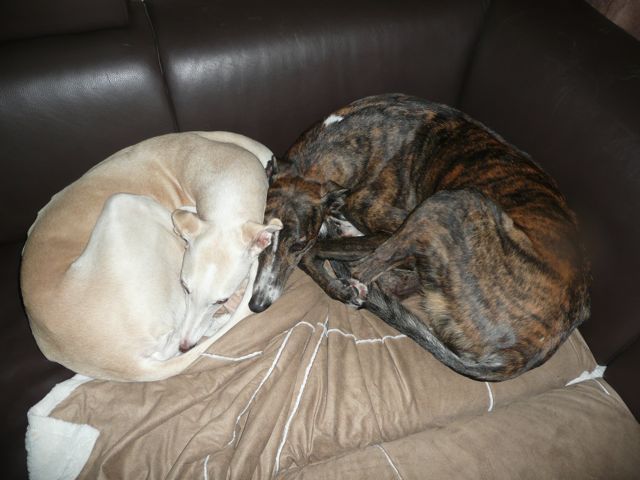 XENA, GRISA – 08.jpg