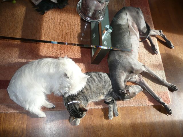 XENA, GRISA – 09.jpg