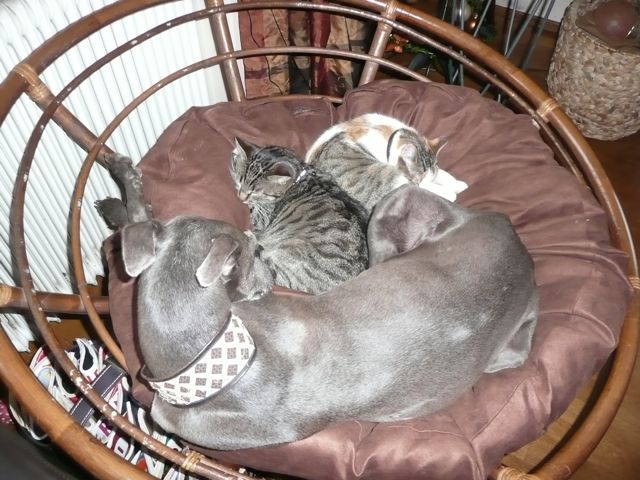 XENA, GRISA – 11.jpg