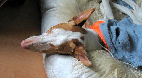IMG_5265.JPG