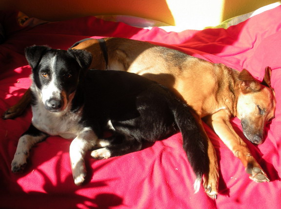Bobby und Capaz1.jpg
