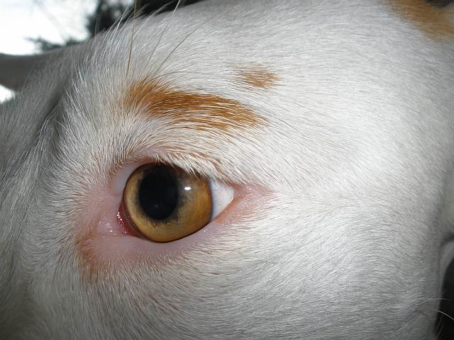 SOLs Auge.jpg