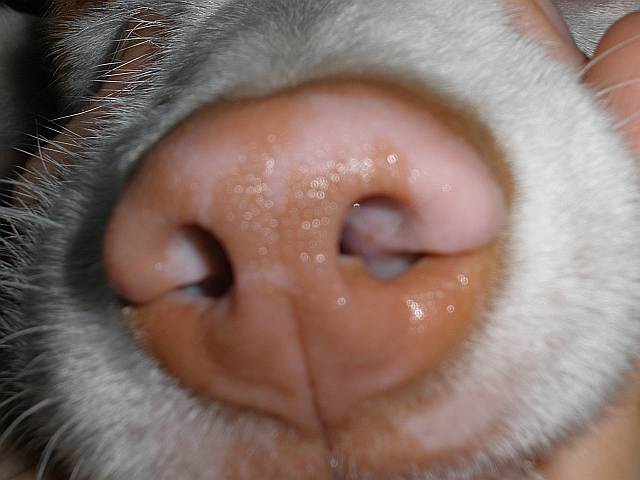 SOLs Nase.jpg