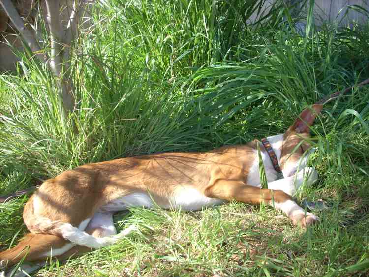 Indiana - Siesta.jpg