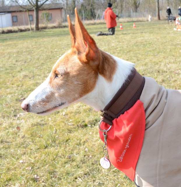 Oggersheim_06032011_032.jpg