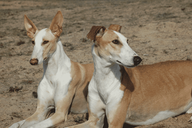 Lenny5.gif