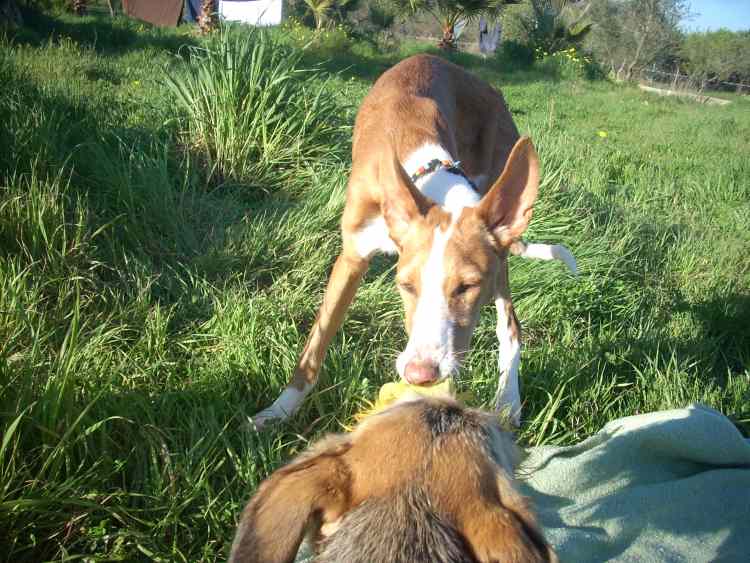 Indiana + Nela.jpg