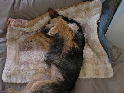 Fritzi3.jpg